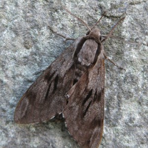 Pine Hawk-moth (Sphinx pinastri)