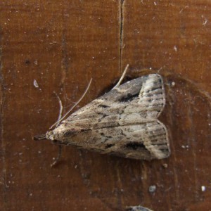 Pinion-streaked Snout (Schrankia costaestrigalis)