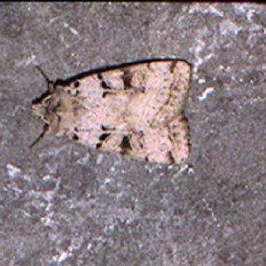 Plain Clay (Eugnorisma depuncta)