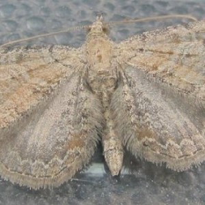 Plain Pug (Eupithecia simpliciata)