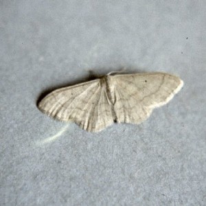 Plain Wave (Idaea straminata)