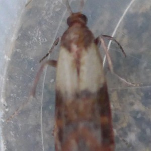 Indian Meal Moth (Plodia interpunctella)