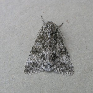 Poplar Grey (Subacronicta megacephala)