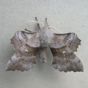 Poplar Hawk-moth (Laothoe populi)