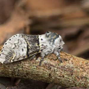 Poplar Kitten (Furcula bifida)