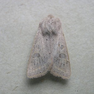 Powdered Quaker (Orthosia gracilis)