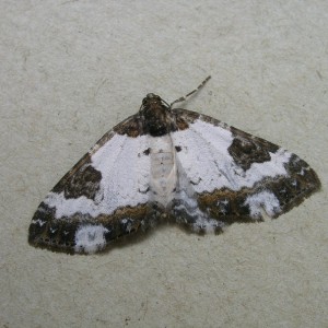 Pretty Chalk Carpet (Melanthia procellata)