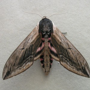 Privet Hawk-moth (Sphinx ligustri)