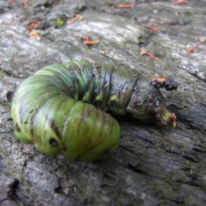 Privet Hawk-moth (Sphinx ligustri)