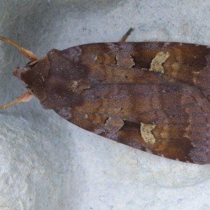 Purple Clay (Diarsia brunnea)