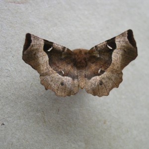 Purple Thorn (Selenia tetralunaria)