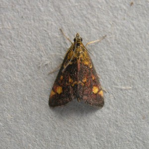 (Pyrausta aurata)