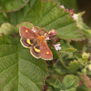 (Pyrausta aurata)