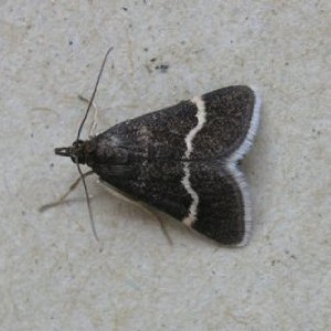 (Pyrausta cingulata)