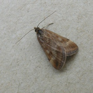 (Pyrausta despicata)