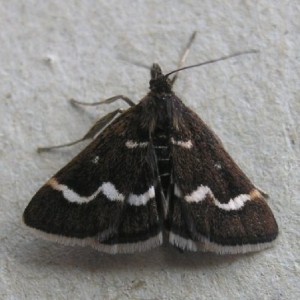 (Pyrausta nigrata)