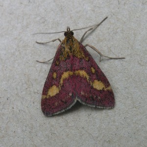 (Pyrausta purpuralis)