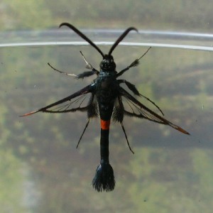 Red-belted Clearwing (Synanthedon myopaeformis)