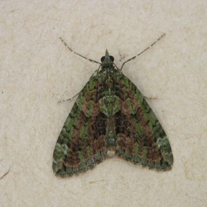 Red-green Carpet (Chloroclysta siterata)