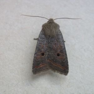 Red-line Quaker (Agrochola lota)