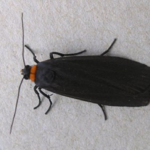 Red-necked Footman (Atolmis rubricollis)