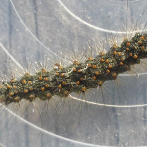 Red-necked Footman (Atolmis rubricollis)