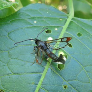 Red-tipped Clearwing