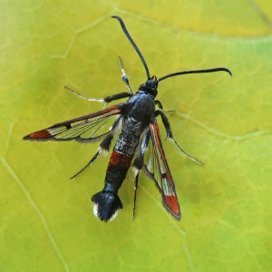 Red-tipped Clearwing (Synanthedon formicaeformis)