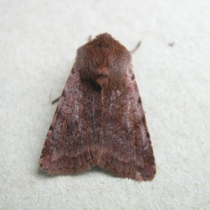 Red Chestnut (Cerastis rubricosa)