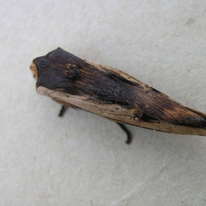 Red Sword-grass (Xylena vetusta)