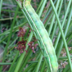 Red Sword-grass (Xylena vetusta)