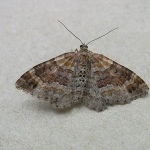 Red Twin-spot Carpet (Xanthorhoe spadicearia)