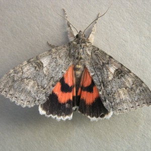 Red Underwing (Catocala nupta)