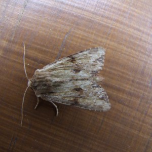 Reddish Light Arches (Apamea sublustris)