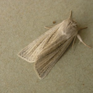 Reed Dagger (Simyra albovenosa)