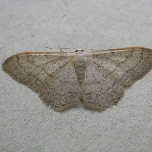 Riband Wave (Idaea aversata)