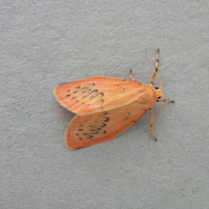 Rosy Footman (Miltochrista miniata)