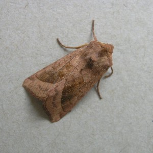 Rosy Rustic (Hydraecia micacea)