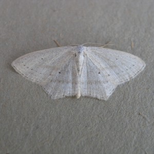 Rosy Wave (Scopula emutaria)