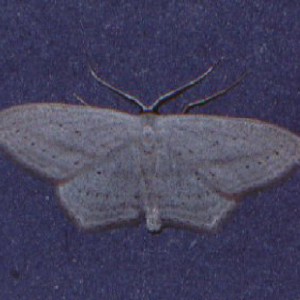 Rosy Wave (Scopula emutaria)