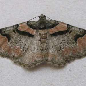 Ruddy Carpet (Catarhoe rubidata)