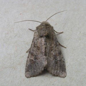 Rustic Shoulder-knot (Apamea sordens)