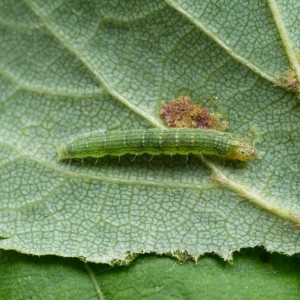 (Salebriopsis albicilla)
