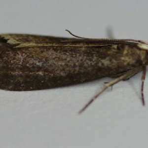 (Salebriopsis albicilla)