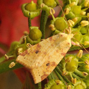 The Sallow (Cirrhia icteritia)