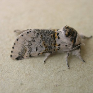 Sallow Kitten (Furcula furcula)