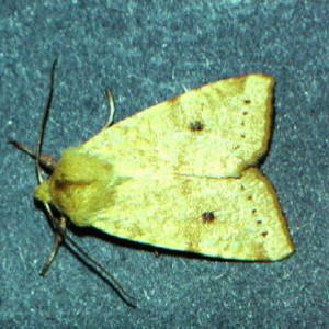 The Sallow (Cirrhia icteritia)