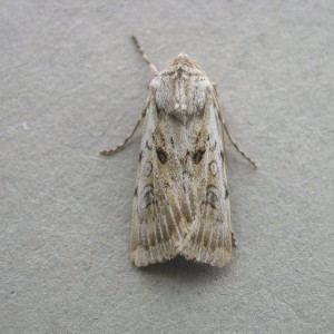 Sand Dart (Agrotis ripae)