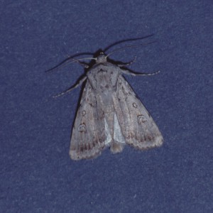 Sand Dart (Agrotis ripae)