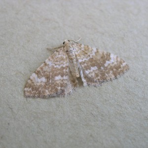 Sandy Carpet (Perizoma flavofasciata)